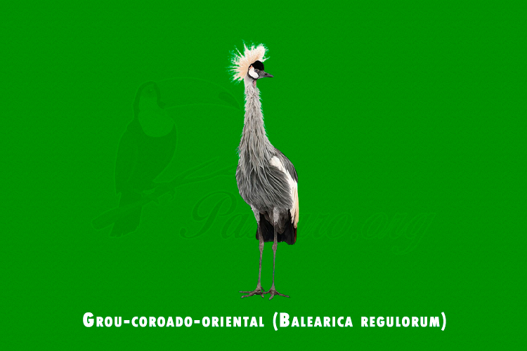 grou-coroado-oriental (balearica regulorum)