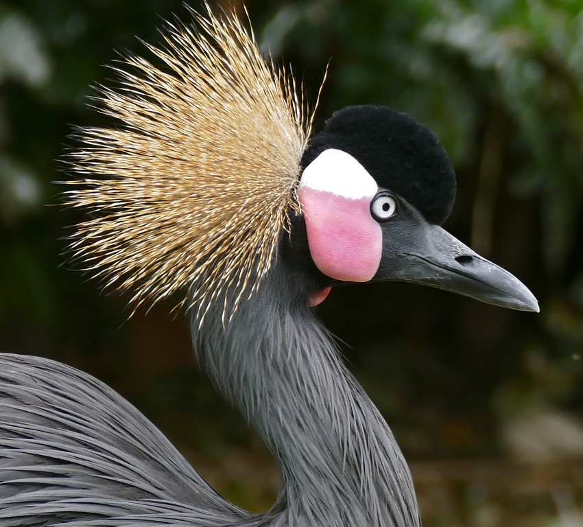 grou-coroado-preto