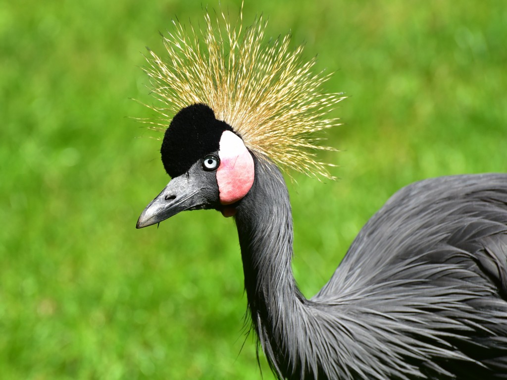 grou-coroado-preto