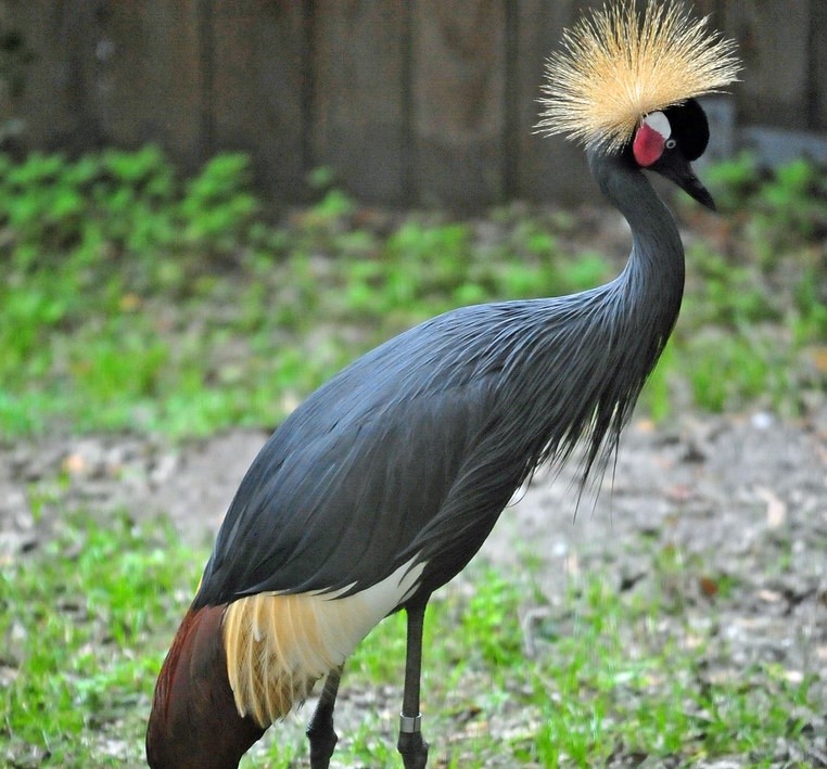 grou-coroado-preto