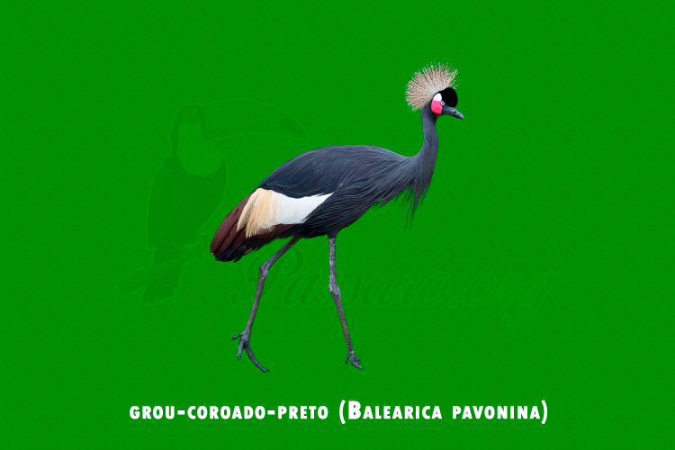 grou-coroado-preto (balearica pavonina)