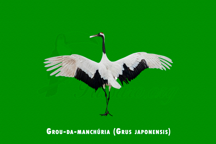 grou-da-manchuria (grus japonensis)