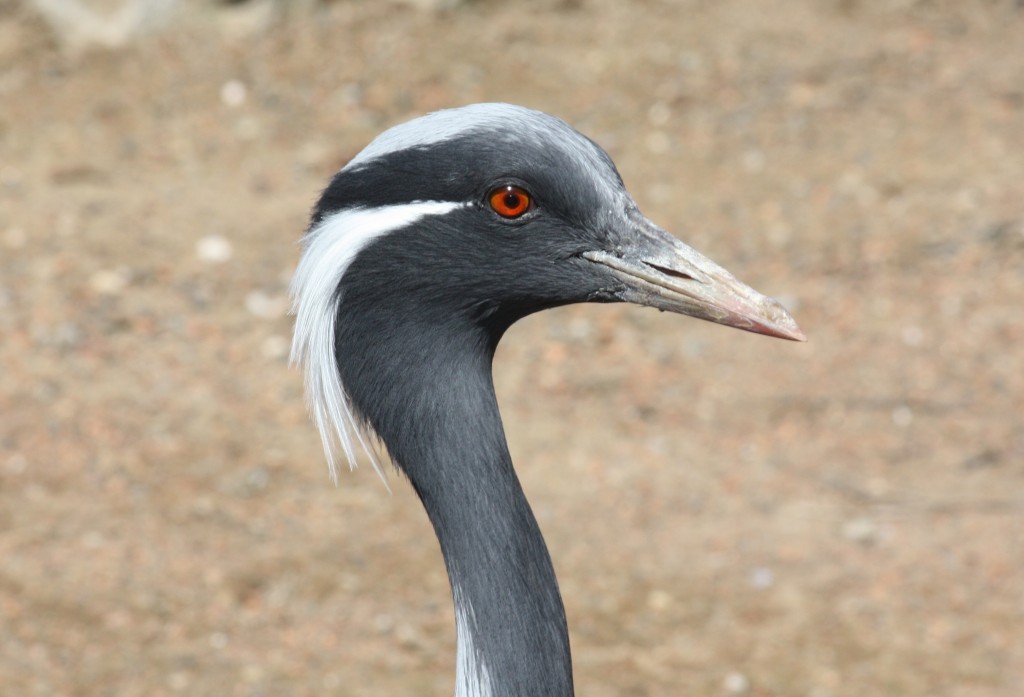 grou-pequeno