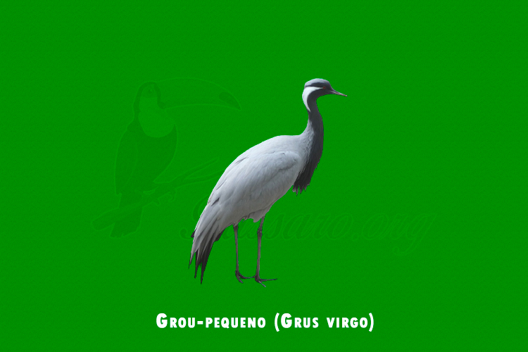 grou-pequeno (grus virgo)