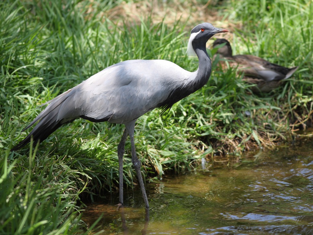 grou-pequeno habitat