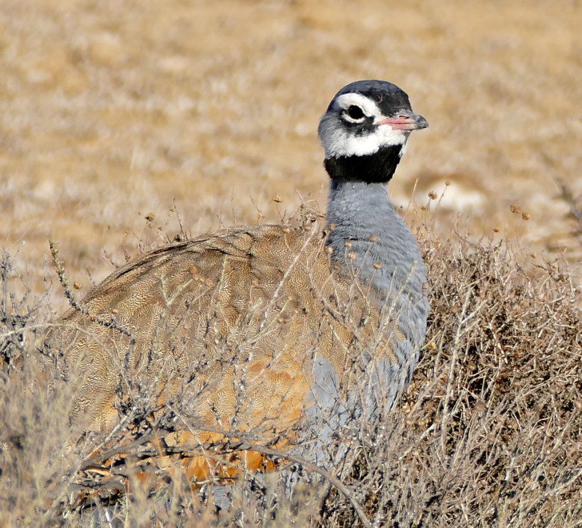 habitat da abetarda-azul