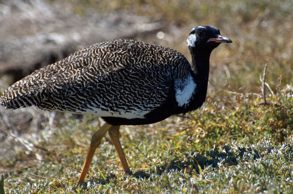 habitat da abetarda-de-asa-preta