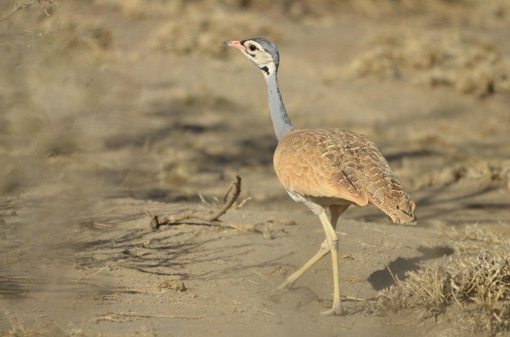 habitat da abetarda-de-barriga-branca