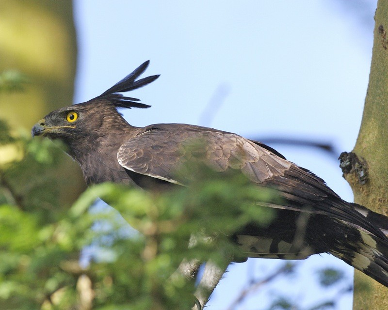 habitat da aguia-de-poupa