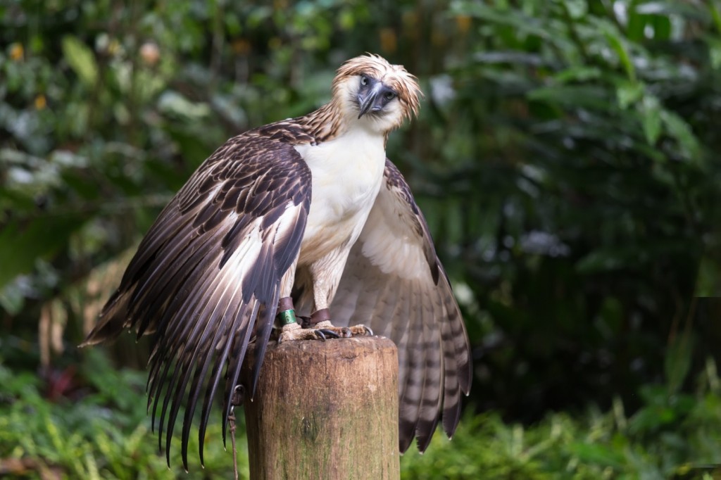 habitat da aguia filipina