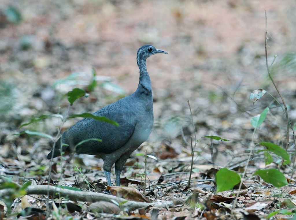 habitat da azulona