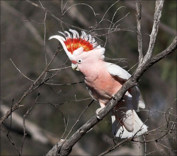 habitat da cacatua-rosa