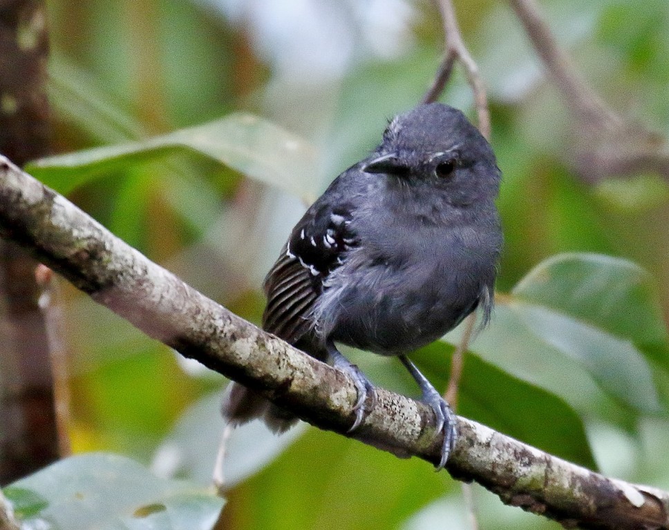 habitat da choca-cantadora