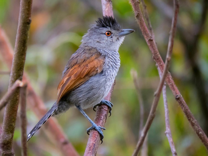 habitat da choca-de-asa-vermelha