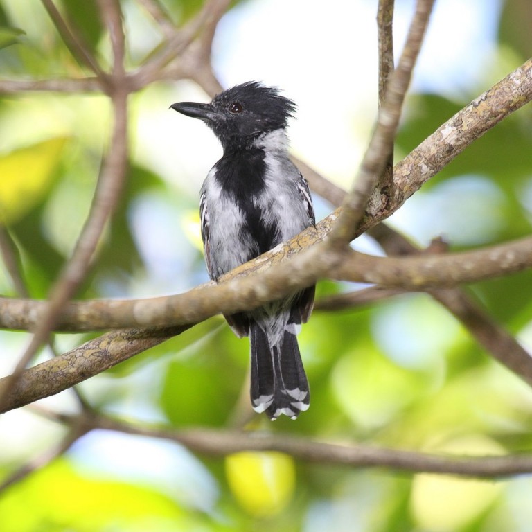 habitat da choca-de-crista-preta