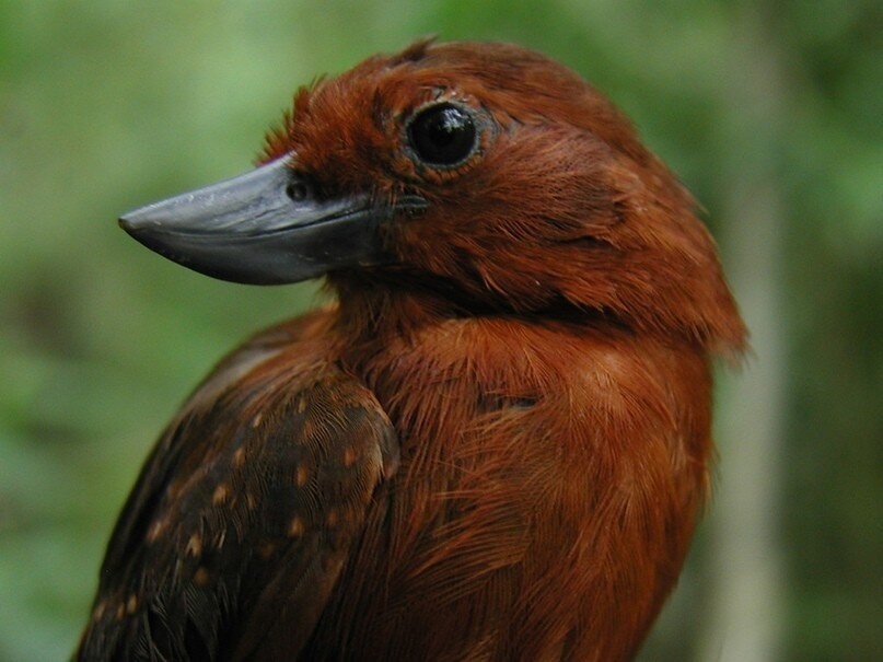 habitat da choca-de-garganta-preta