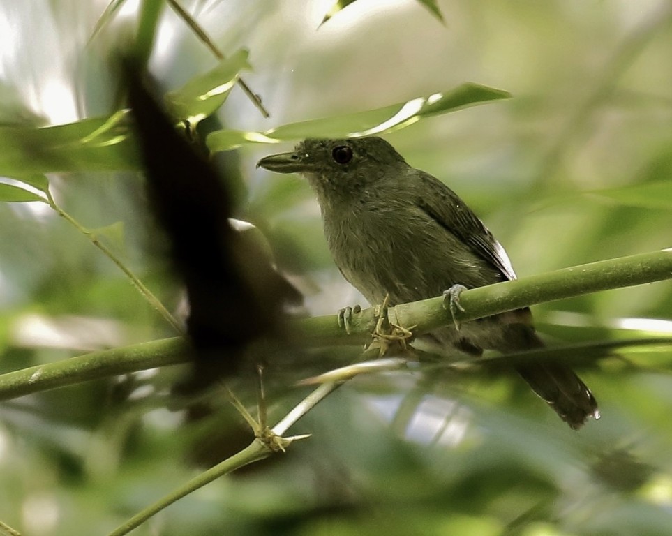 habitat da choca-de-olho-vermelho