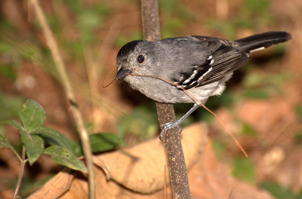 habitat da choca-de-roraima