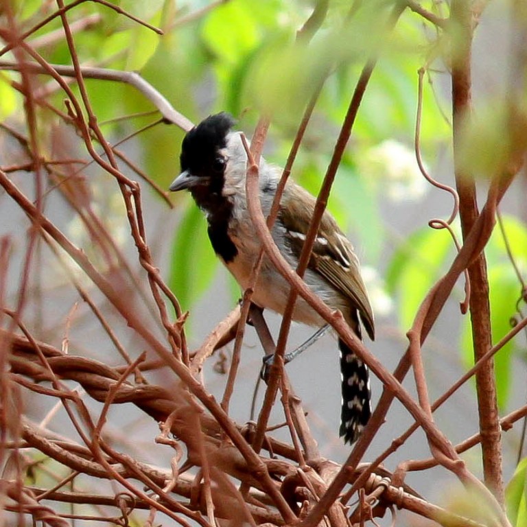 habitat da choca-do-acre