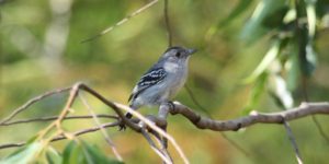 habitat da choca-do-planalto