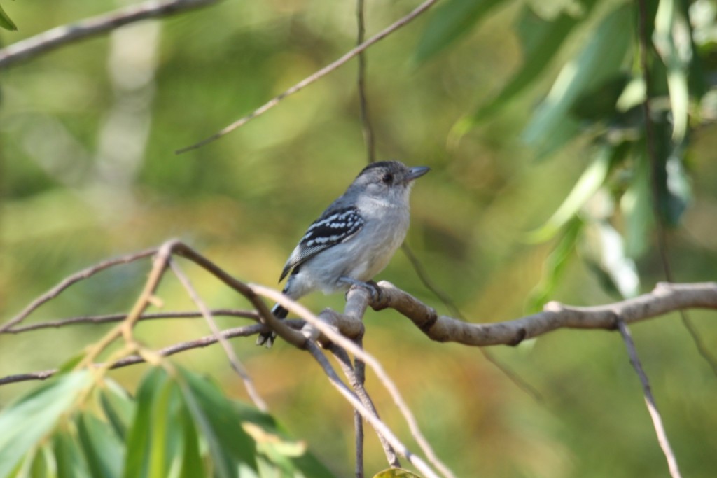 habitat da choca-do-planalto