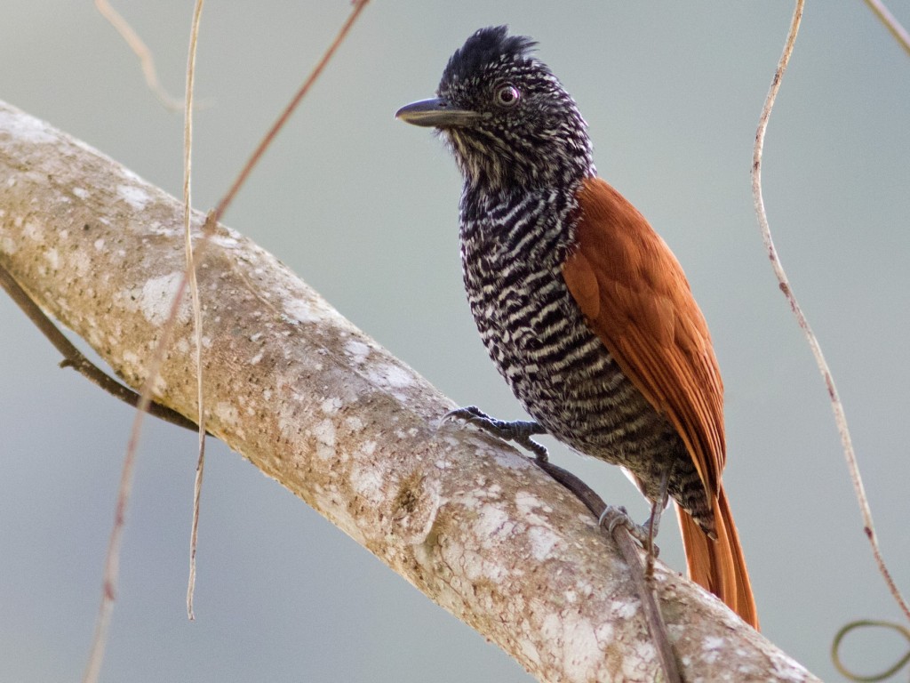 habitat da choca-listrada