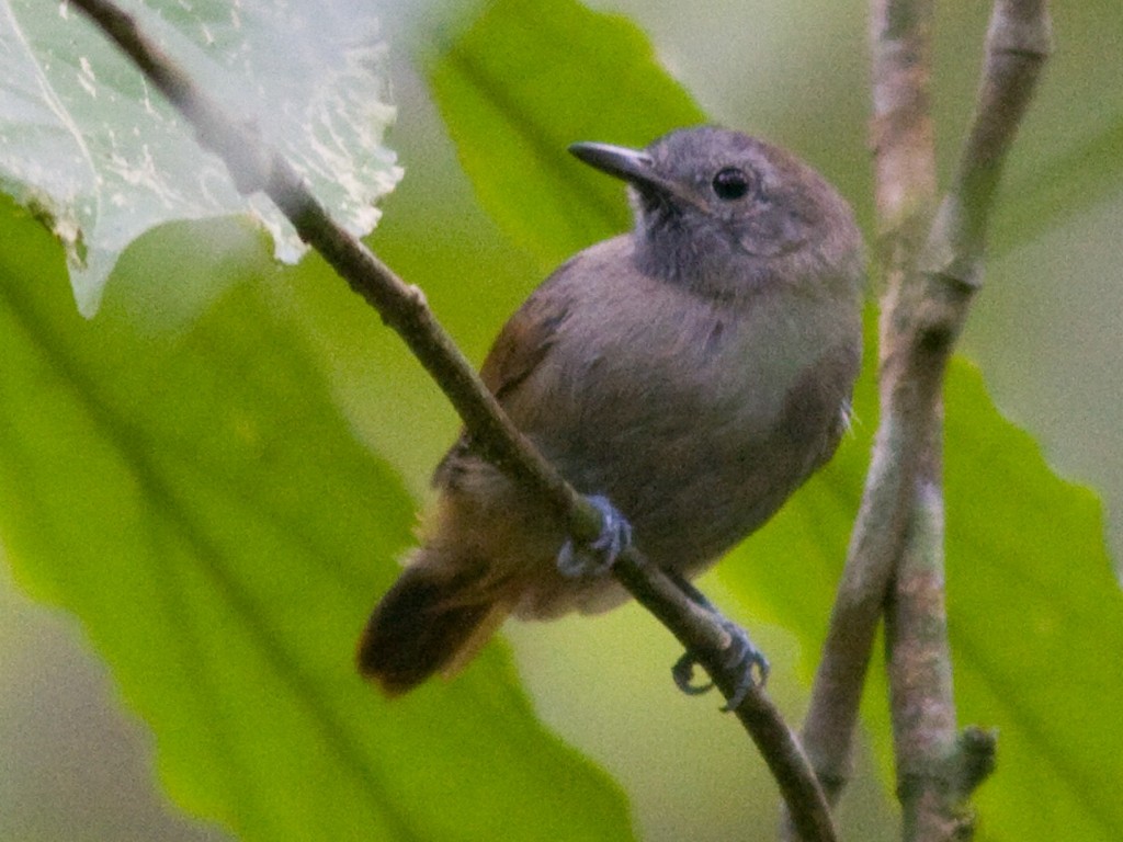 habitat da choquinha-cinzenta