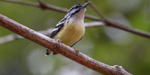 habitat da choquinha-de-bico-curto