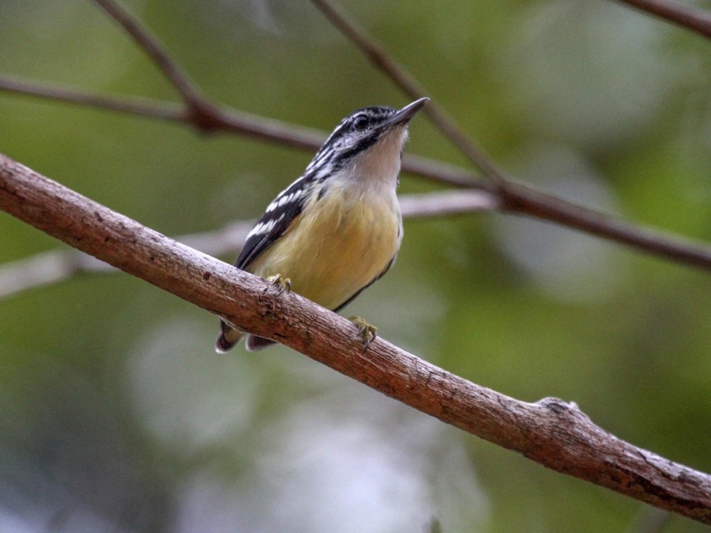 habitat da choquinha-de-bico-curto