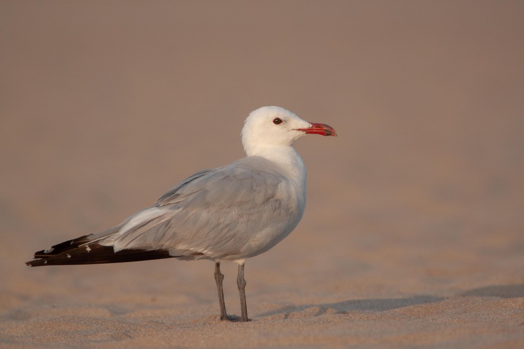 habitat da gaivota-de-audouin