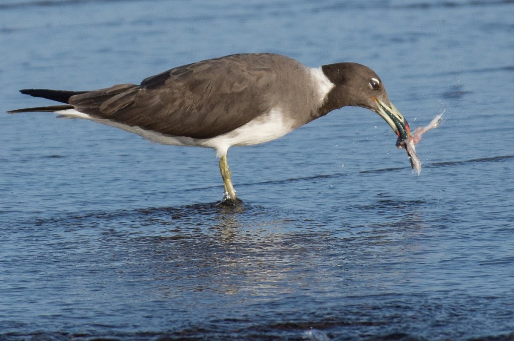 habitat da gaivota fuliginosa