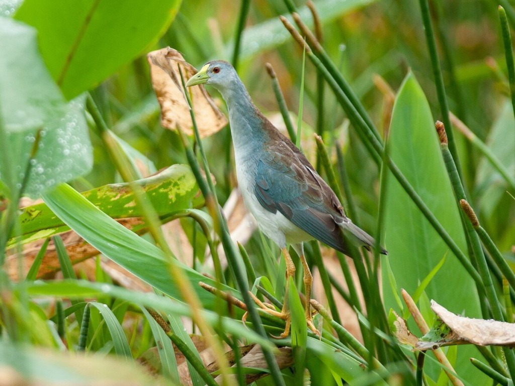 habitat da galinha d'água pequeno