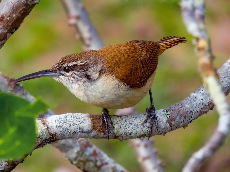 habitat da garrincha-do-oeste