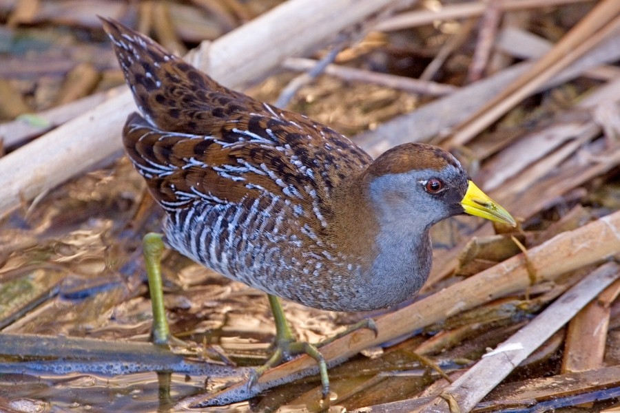 habitat da sora