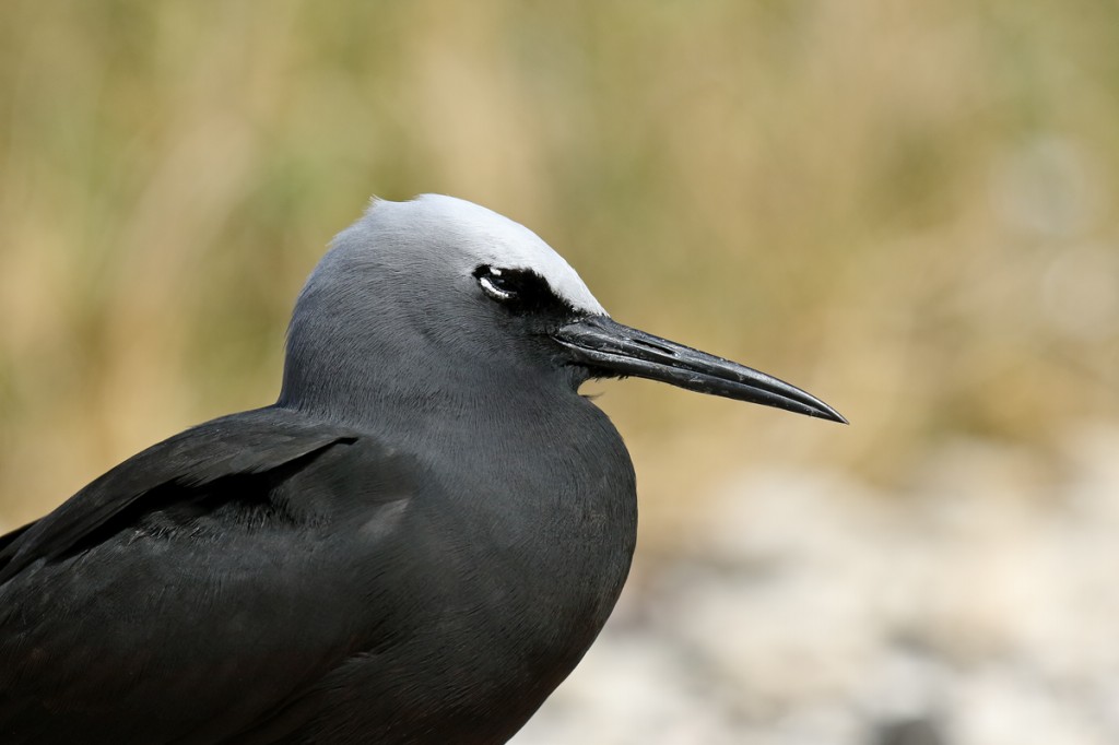 habitat da trinta-reis-preto