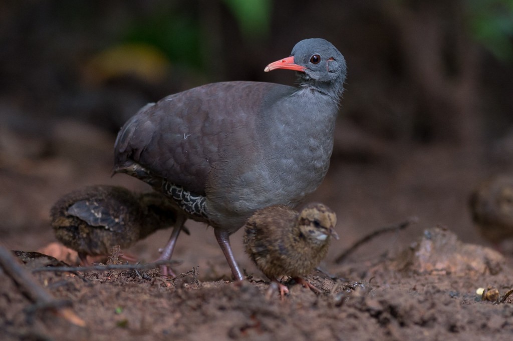 habitat do Inhambu dos tepuis