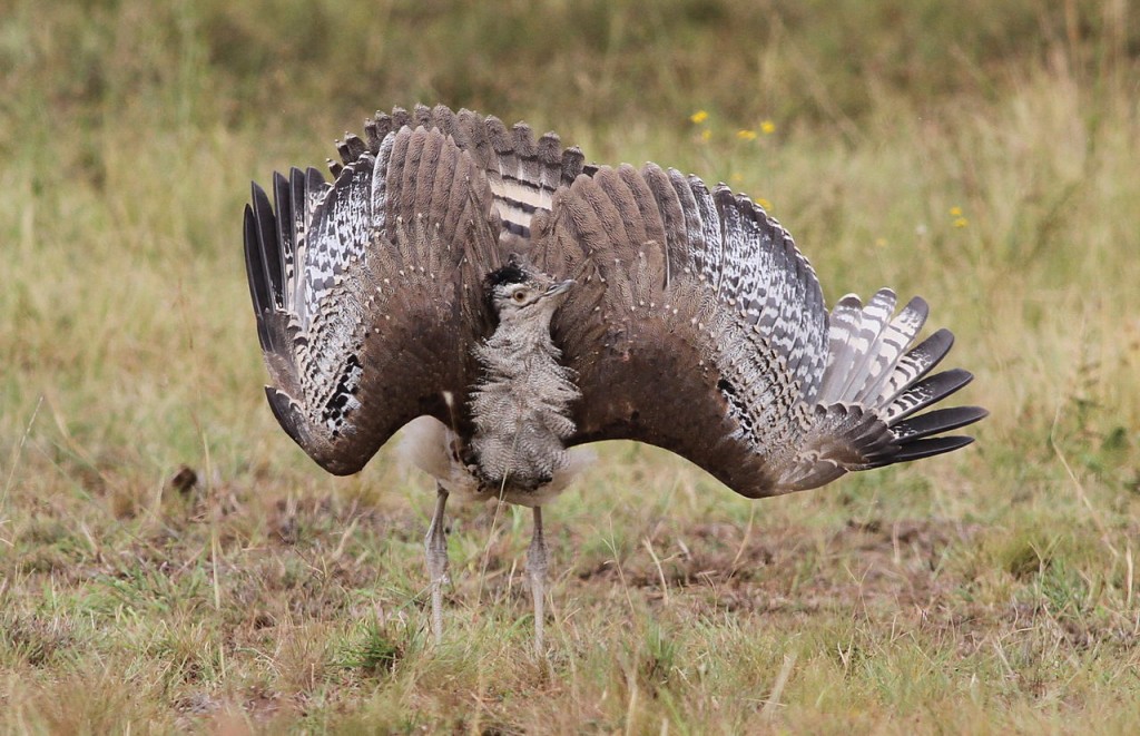 habitat do abetarda-gigante