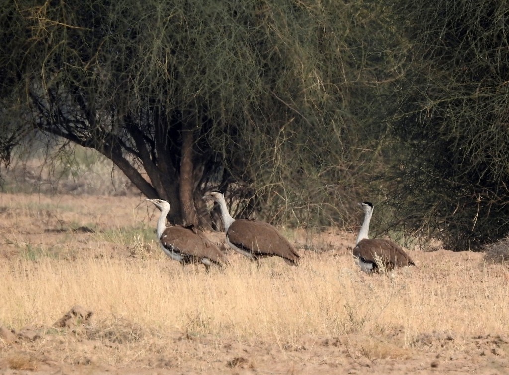 habitat do abetarda-indiana