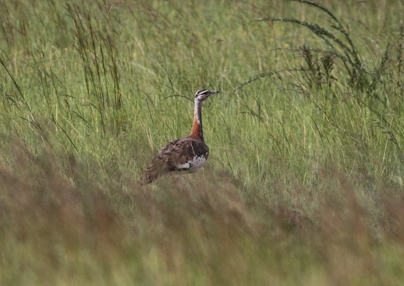 habitat do abetarda-rea