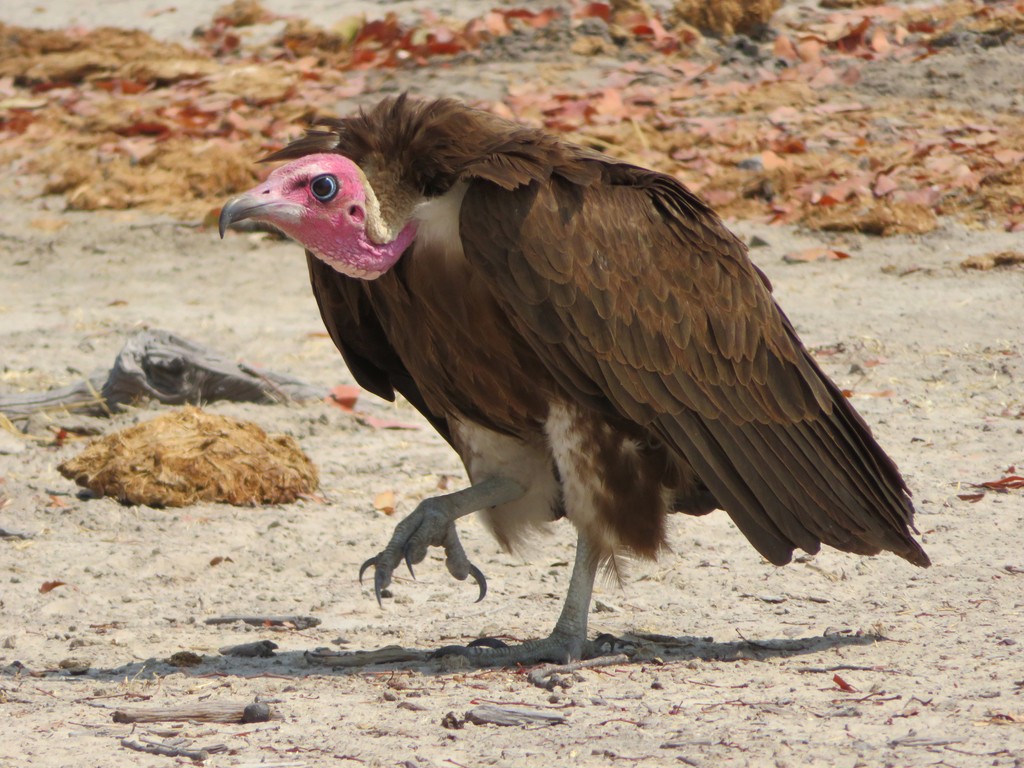 habitat do abutre-de-capuz