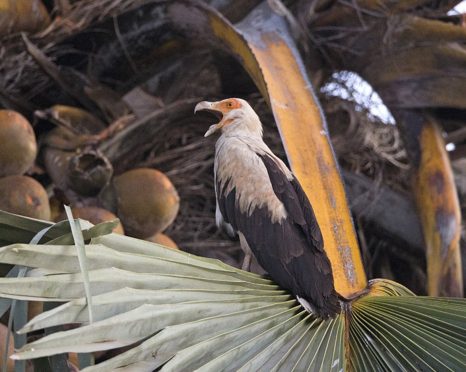 habitat do abutre-do-coconote