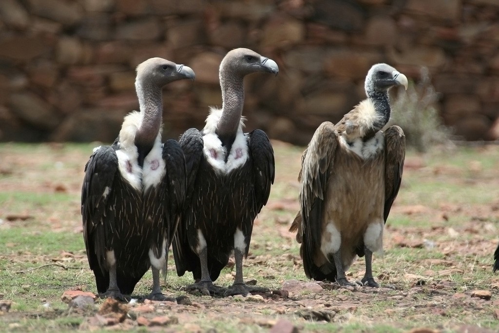 habitat do abutre-indiano-de-dorso-branco