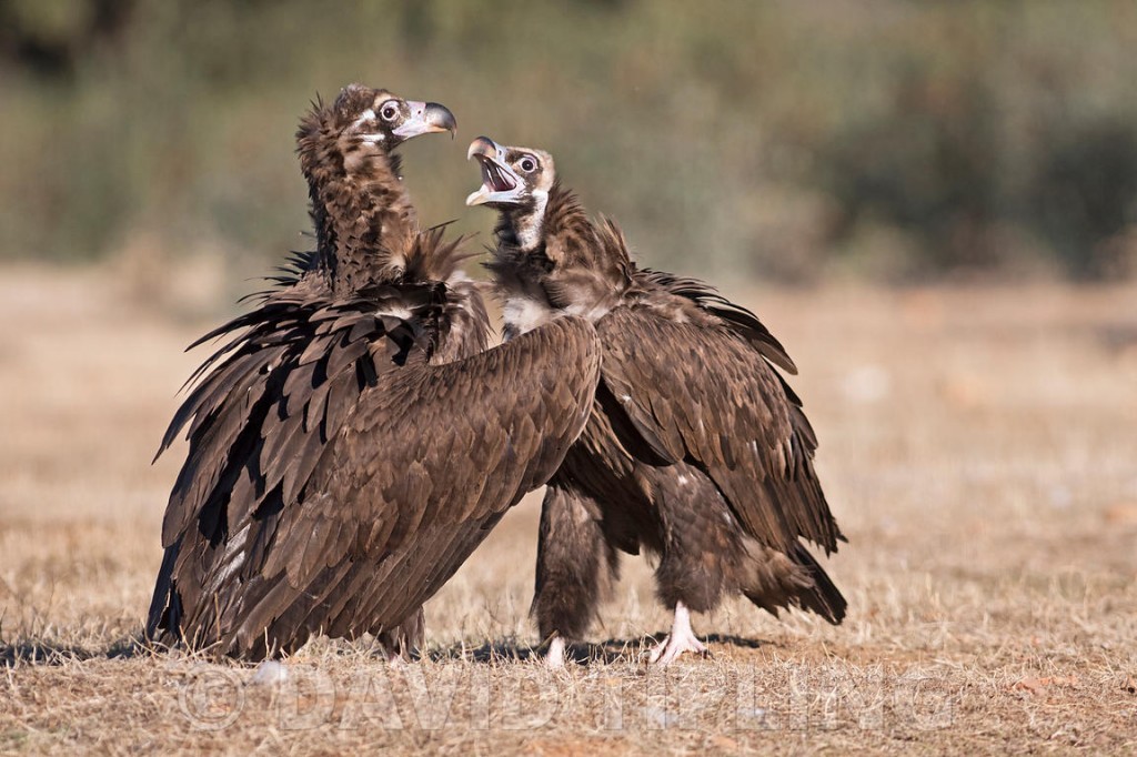 habitat do abutre-preto