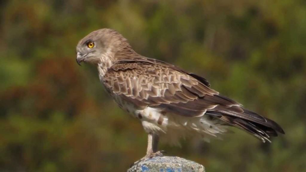 habitat do aguia-cobreira