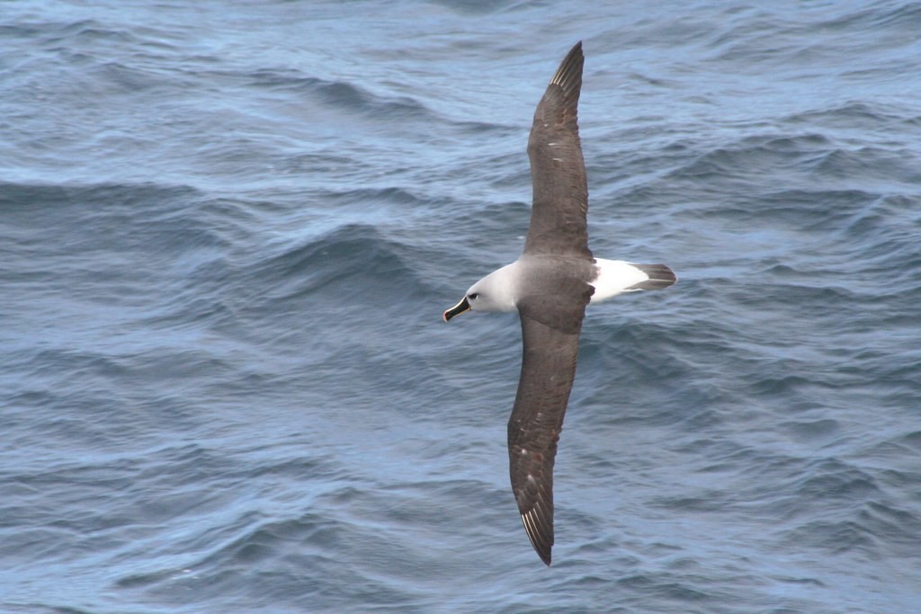 habitat do albatroz-de-cabeca-cinza