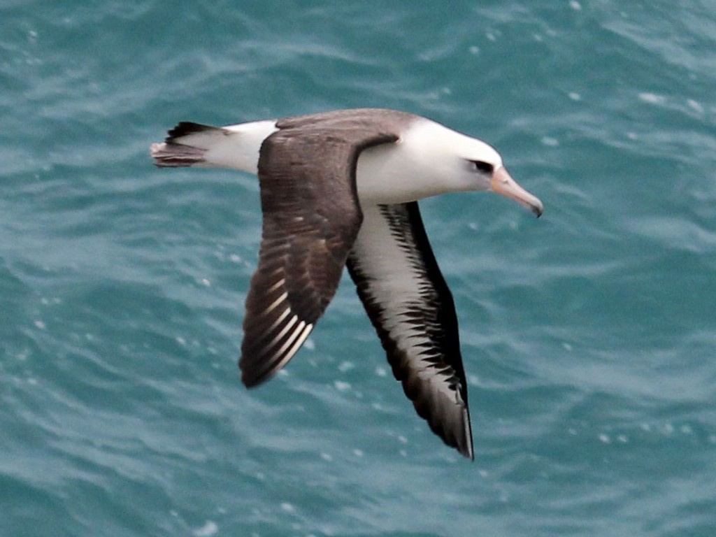 habitat do albatroz-de-laysan