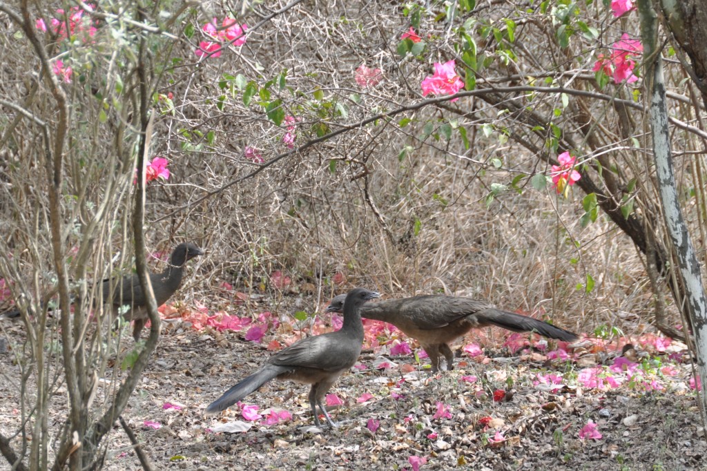 habitat do aracua-de-asas-azuis