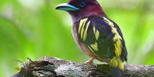 habitat do banded broadbill