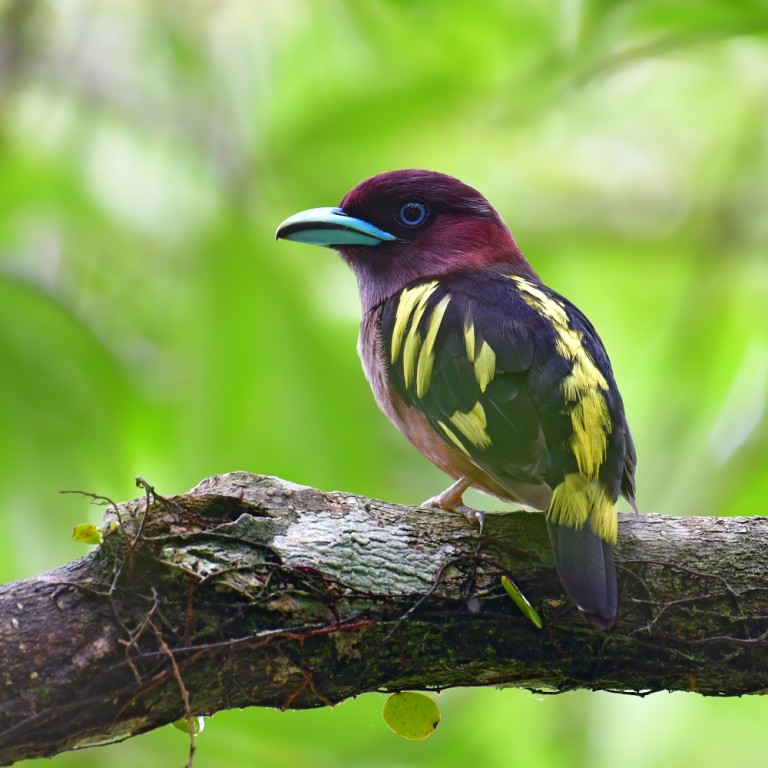 habitat do banded broadbill