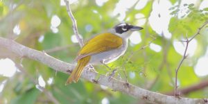 habitat do black-crowned tanager